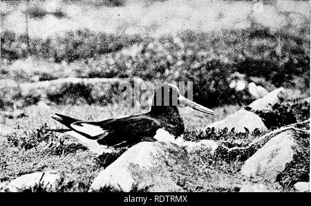 . Die Vögel Großbritanniens: deren Verteilung und Gewohnheiten. Vögel. 196 Um XIII nachhaltig. Den Mantel in der turnstone ist kastanienbraun und Schwarz, die unteren Teile weiß, während der Rest des Gefieders ist eine Mischung aus Schwarz und Weiß. Die Beine und Füße sind rötlich-orange. Die Oyster Catcher oder Muschelschalen Picker (Hcematopus Ostralegus) ist ein viel größere schwarze und weiße Vogel mit Fleisch gefärbte Beine, Crimson irides und orange-rote biU.. Bitte beachten Sie, dass diese Bilder aus gescannten Seite Bilder, die digital für die Lesbarkeit verbessert haben mögen - Färbung und Aussehen Dieser Lllustrat extrahiert werden Stockfoto