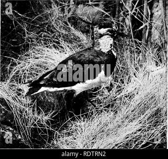 . Die Vögel Großbritanniens: deren Verteilung und Gewohnheiten. Vögel. 194 Um XIII Gewohnheiten, Nester und Eier unterscheiden sich nur wenig von denen ihrer Artgenossen. Es ist unnötig, im Detail die famUiar Kiebitz Vanellus vanellus oder Peewit {zu beschreiben), mit seinem allgemeinen Metallic Schwarz-weiß Färbung, die buff Schwanz-Höhle. Kiebitz und seine langen spitzen Crest. Der Vogel ist in jedem Teil unserer Inseln und mehr oder weniger Bewohner, obwohl ihre Zahl stark im Winter von immi ergänzt werden - Zuschüsse aus dem Norden. Die langsame Schlagflug die Breite abgerundete Flügel ist sehr charakteristisch, und noch Mor Stockfoto