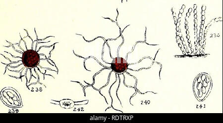 . Rost, Ruß, Schimmel & Amp; Schimmel. Eine Einführung in das Studium der mikroskopischen Pilze. Pilze; Pflanzenkrankheiten. . Bitte beachten Sie, dass diese Bilder sind von der gescannten Seite Bilder, die digital für die Lesbarkeit verbessert haben mögen - Färbung und Aussehen dieser Abbildungen können nicht perfekt dem Original ähneln. extrahiert. Cooke, M. C. (Mordecai Cubitt), b. 1825. London, W. H. in Allen Stockfoto