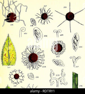 . Rost, Ruß, Schimmel & Amp; Schimmel. Eine Einführung in das Studium der mikroskopischen Pilze. Pilze; Pflanzenkrankheiten. Vergoldet. Bitte beachten Sie, dass diese Bilder sind von der gescannten Seite Bilder, die digital für die Lesbarkeit verbessert haben mögen - Färbung und Aussehen dieser Abbildungen können nicht perfekt dem Original ähneln. extrahiert. Cooke, M. C. (Mordecai Cubitt), b. 1825. London, W. H. in Allen Stockfoto