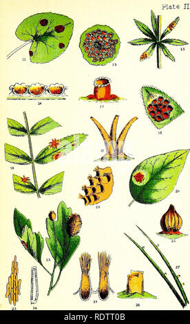 . Rost, Ruß, Schimmel & Amp; Schimmel. Eine Einführung in das Studium der mikroskopischen Pilze. Pilze; Pflanzenkrankheiten. Platte II. Bitte beachten Sie, dass diese Bilder sind von der gescannten Seite Bilder, die digital für die Lesbarkeit verbessert haben mögen - Färbung und Aussehen dieser Abbildungen können nicht perfekt dem Original ähneln. extrahiert. Cooke, M. C. (Mordecai Cubitt), b. 1825. London, W. H. in Allen Stockfoto