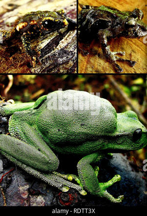 . Ecuador: Cabeceras Cofanes-Chingual. Natural History; Artenvielfalt; Artenschutz. . Bitte beachten Sie, dass diese Bilder sind von der gescannten Seite Bilder, die digital für die Lesbarkeit verbessert haben mögen - Färbung und Aussehen dieser Abbildungen können nicht perfekt dem Original ähneln. extrahiert. Vriesendorp, Corine, Field Museum of Natural History. Chicago, Illinois: Field Museum Stockfoto