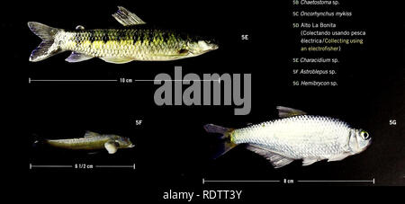 . Ecuador: Cabeceras Cofanes-Chingual. Natural History; Artenvielfalt; Artenschutz. 5A Río Verde. Bitte beachten Sie, dass diese Bilder sind von der gescannten Seite Bilder, die digital für die Lesbarkeit verbessert haben mögen - Färbung und Aussehen dieser Abbildungen können nicht perfekt dem Original ähneln. extrahiert. Vriesendorp, Corine, Field Museum of Natural History. Chicago, Illinois: Field Museum Stockfoto