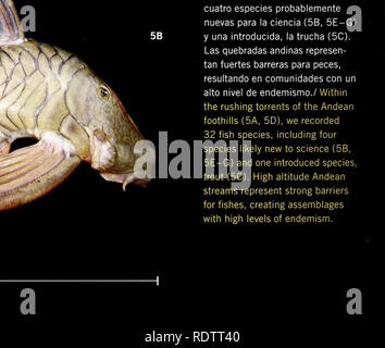 . Ecuador: Cabeceras Cofanes-Chingual. Natural History; Artenvielfalt; Artenschutz. Í&gt;. Bitte beachten Sie, dass diese Bilder sind von der gescannten Seite Bilder, die digital für die Lesbarkeit verbessert haben mögen - Färbung und Aussehen dieser Abbildungen können nicht perfekt dem Original ähneln. extrahiert. Vriesendorp, Corine, Field Museum of Natural History. Chicago, Illinois: Field Museum Stockfoto