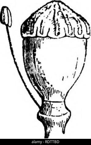 . Botanik für Schulen und Hochschulen. Botanik. Fia. 542.. Fio. 543.. Bitte beachten Sie, dass diese Bilder sind von der gescannten Seite Bilder, die digital für die Lesbarkeit verbessert haben mögen - Färbung und Aussehen dieser Abbildungen können nicht perfekt dem Original ähneln. extrahiert. Bessey, Charles E. (Charles Edwin), 1845-1915. New York: H. Holt Stockfoto