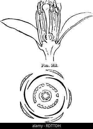 . Botanik für Schulen und Hochschulen. Botanik. &Amp; ERANIALE 8. 541 AUamthus glanduhms, der Baum des Himmels, ein Eingeborener von China, ia com-hionly in den Vereinigten Staaten wie ein Schatten Baum gepflanzt. Sein Holz valu - im Schrank in der Lage. Um Rutaceae. - Die Rue Familie. Sträucher und Bäume, selten Kräuter, mit {ilandular-punctata heavy-duftenden Laub; Blätter in der Regel com-lbs und Alternative; Staubblätter in der Regel deutlich. Die Reihenfolge wie hier als umfasst 650 bekannten Arten, die im tropischen Feigen verteilt. 50 S-505.-Illustbations Aubantium, von Zitrusfrüchten. "Bxa. 503. Fid. B04. Fio. 505. Abb. 502.-S Stockfoto