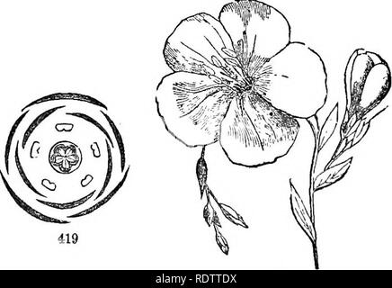 . Blätter und Blüten: oder, Objekt Lektionen in der Botanik mit einem Flora: für Anfänger in Akademien und öffentlichen Schulen vorbereitet. Botanik. 420 Abb. 418. Gemeinsame Flachs. Abb. 419. Plan, zeigt die Posi tionen des pavts der Blüte, der Imbricated Kelchblättern, die con tortefl Kelchblättern, die 5 Staubgefäße und die 5 ca^'Pel. Fiy. 420. Crim - Sohn Flachs.. Bitte beachten Sie, dass diese Bilder sind von der gescannten Seite Bilder, die digital für die Lesbarkeit verbessert haben mögen - Färbung und Aussehen dieser Abbildungen können nicht perfekt dem Original ähneln. extrahiert. Holz, Alphonso, 1810-1881. New York: A. Stockfoto