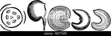. Botanik für Schulen und Hochschulen. Botanik. Fio. 550. FiQ. 551. Fia. 652. FiQ. 553, Abb. 550.- Blume Diagramm. Abb. 551.- Stempel, mit einem Blütenblatt und staubblatt. Vergrößert. Abb. 558.- die obere Seite des ein Blütenblatt, seine zwei Drüsen angezeigt. Vergrößert. Abb. 553.-vertikalen Abschnitt von ovavy. Vergrößert. Einige Immergrüne Arten von der Rocky Mountains und Oregon, und eine aus Japan, unter dem Namen von Mahonia kultiviert. Podophyllum peltatum, kann Apple auf die östlichen Vereinigten Staaten, produziert eine essbare, Pflaume-förmige Früchte. Seine giftige Wurzelstöcke sind Fias. 554 r^.- Ilhtbtbations von MEmspEniinM Canadensb.. Fia Stockfoto