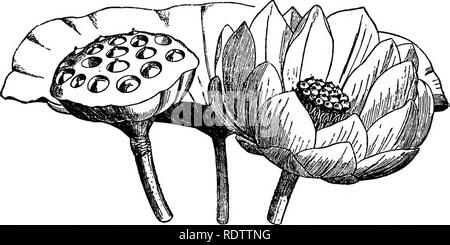 . Botanik für Schulen und Hochschulen. Botanik. 558 Botanik. , Tlie NelwnMum luteum Gelbe Wasserlilie, oder Wasser Cbinquepin, in die Teiche und Flüsse der Mississippi Valley und den südlichen Staaten. Seine Mutter - wie Früchte, die in den großen oberen eingebettet sind-förmigen Gefäß, sind eßbar. (Abbn. 548-9). Abb. 548.- Blatt, Blume, und frniting Auffangbehälter mit Netumbium luteum. 3^ natürliche Bize. - Von Le Balmat und Decaiene. Jf. Speciosum, die nur andere Arten der Gattung, tritt im südlichen und südöstlichen Asien. NympTima odorata und iV. tiiberosa sind die bekannten weißen Seerosen der E Stockfoto