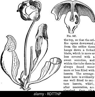 . Botanik für Schulen und Hochschulen. Botanik. RANALE 8. 557 mit einer Haube abgedeckt Wie in Nepentlies (Seite 483), und in diesen Wasser ist auch gefunden (ohne Zweifel ein Sekret in diesen Fällen), in denen viele verfallenden "Insekten sind. Darüber hinaus ist in diesen und einigen anderen Arten Tropfen einer süßlichen Honig - wie die Substanz, die auf die Blätter, die appar abgesondert wird. € ntly dienen Insekten an den Rand des Kruges zu locken. Die Kalifornien Kannenpflanze (ifarnica Dirlingtonia Oa) des Nordens - "rn Teil von Kalifornien, hat lange röhrenförmige Blätter, die wölbte sich über sind. Fio. B47. die Oberseite, so dass die ori-fice öffnet sich Dow Stockfoto