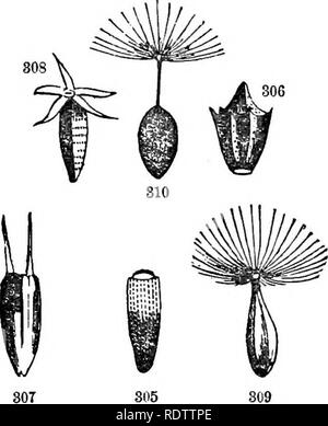 . Blätter und Blüten: oder, Objekt Lektionen in der Botanik mit einem Flora: für Anfänger in Akademien und öffentlichen Schulen vorbereitet. Botanik. Bezüglich der PAPPUS. 93. 805 809. Bitte beachten Sie, dass diese Bilder sind von der gescannten Seite Bilder, die digital für die Lesbarkeit verbessert haben mögen - Färbung und Aussehen dieser Abbildungen können nicht perfekt dem Original ähneln. extrahiert. Holz, Alphonso, 1810-1881. New York: A.A. Barnes Stockfoto