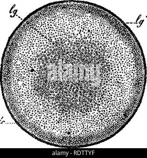 . Botanik für Schulen und Hochschulen. Botanik. Abb. 320.- Querschnitt der Stammzellen die Abb., 319 ist der Schaltplan, talcen über das Fünfte Blatt.- Nach dem Nageii. twooii den fünften und sechsten Blätter der obigen Abbildung. Die Bündel sind als in der Schweine gezählt. 319. 542.-In einer vergleichsweise geringen Anzahl von Instanzen Es gibt fibro - leitbündel im Stengel, die in keinem Zusammenhang mit den Blättern. Diese werden als potraining Bundles bekannt. 543.- Im Monocotyledons und viele krautige Dicotyledons, die fibro - leitbündel sind geschlossen, das heißt, es gibt keine Zone der meristem Gewebe zwischen der xy-Links Stockfoto