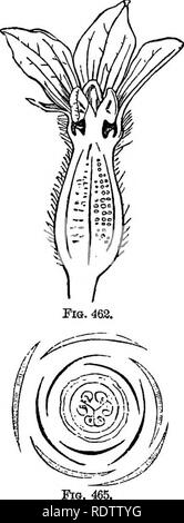 . Botanik für Schulen und Hochschulen. Botanik. Fio. 464. Abb. 461.- Männlich Blume, vertikale eection. Abb. 462.- Weibliche Blüte, vertikalen Abschnitt. Abb. 464.-Diagramm der männlichen Blüte.. Abb. 463.- AndroBCium. Vergrößert. Abb. 465.-Diagramm der weiblichen Blüten. Amerikaner, in Grün dargestellt - Häuser und Wintergärten von vielen Arten der Gattung Begonia - z.b., B. Bex, B., B. Evansiana fuehaioides usw. um Cucurbitacese.-^ Den Kürbis Familie. Kräuter oder undershrubs mit Klettern oder nachgestellte Stiele und diclinous Blumen; Placentae pro. eingeführt, um die Achse des Ovars und Drehgelenk. Art 470, meist tropi Stockfoto