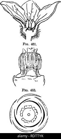 . Botanik für Schulen und Hochschulen. Botanik. PASaiFLOBALEa. 531 - mit Parietalen placentae (manchmal drei oder mehr celled durch die produzierten Placentae). Um Datiscacese. âA neugierig um vier Arten, Seilwinde, Datiaca glomerata, tritt in. Kalifornien. Um Begoniaoese. âA tropischen ca. 350 Arten von Kräutern, Feigen meistens. 461-5. âIllustkations op Cuodmis Mblo.. Fio. 464. Abb. 461. âMale Blume, vertikale eection. Abb. 462. âFemale Blume, vertikalen Abschnitt. Abb. 464. âDiagram der männlichen Blüte.. Bitte beachten Sie, dass diese Bilder aus gescannten Seite Bilder, die digital wurden extrahiert werden Stockfoto