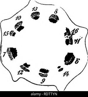 . Botanik für Schulen und Hochschulen. Botanik. Ich 'AmiosPBJRMs lssuss OP. 443. Abb. 320.- Querschnitt der Stammzellen die Abb., 319 ist der Schaltplan, talcen über das Fünfte Blatt.- Nach dem Nageii. twooii den fünften und sechsten Blätter der obigen Abbildung. Die Bündel sind als in der Schweine gezählt. 319. 542.-In einer vergleichsweise geringen Anzahl von Instanzen Es gibt fibro - leitbündel im Stengel, die in keinem Zusammenhang mit den Blättern. Diese werden als potraining Bundles bekannt. 543.- Im Monocotyledons und viele krautige Dicotyledons, die fibro - leitbündel sind geschlossen, das heißt, es gibt keine Zone von meris Stockfoto