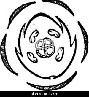 . Botanik für Schulen und Hochschulen. Botanik. Fio. 416. Schwein. 417. Fia. 418. Abb. 416,- Blume des Lamium, Abwarten. Abb. 417.- vertikalen Abschnitt der Blume. Vergrößert. Abb. 418.- Diagramm der Blume. Neben den mehreren südamerikanischen Arten von Veriena in gemeinsamen Cul-Tivation, den sogenannten Zitronenverbene (Lippia citroidora) von Chili, und die Arten von Lantana aus dem tropischen Amerika, es gibt in Wintergärten viele auffällige Arten von Clerodendron gefunden, aus Asien. Tectona grandis, Teak Baum von Indien, ist ein gigantischer Baum, dessen gelbliche dauerhaftes Holz viel in Schiff verwendet wird. Es ist Sai Stockfoto