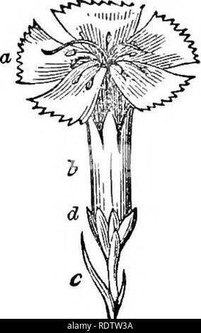 . Blätter und Blüten: oder, Objekt Lektionen in der Botanik mit einem Flora: für Anfänger in Akademien und öffentlichen Schulen vorbereitet. Botanik. 46 ANSCHAUUNGSUNTERRICHT IN BOTANIK. cohering (United) an den Kanten. Die convolvulus (Abbn. 128, IM), der Plilox (Abb. 126), die Rosa-root (Abb. 121), &Amp; C., zeigen eine ähnliche Zusammenhalt (Union) Ihrer Blütenblätter in ein Rohr mehr oder weniger abgeschlossen. Bitte beachten Sie, dass diese Bilder sind von der gescannten Seite Bilder, die digital für die Lesbarkeit verbessert haben mögen - Färbung und Aussehen dieser Abbildungen können nicht perfekt dem Original ähneln. extrahiert. Holz, Alp Stockfoto