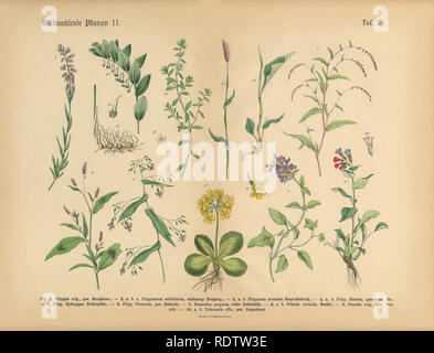 Wildflower und medizinische Kräuter Pflanzen, viktorianischen botanischen Abbildung Stockfoto