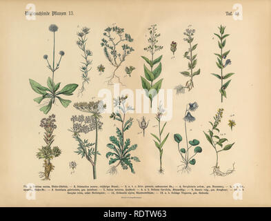 Wildflower und medizinische Kräuter Pflanzen, viktorianischen botanischen Abbildung Stockfoto