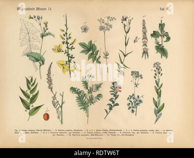 Wildflower und medizinische Kräuter Pflanzen, viktorianischen botanischen Abbildung Stockfoto