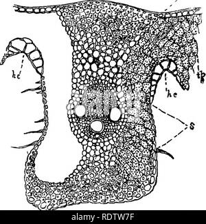 . Botanik für Schulen und Hochschulen. Botanik. 158 Botanik. Auf diese Weise oft viel Licht auf die Morphologie throwa sein Blatt Teile* (J) unter Dicotyledons im Allgemeinen empfiehlt es sich, diejenigen zu selektieren, deren junge Blätter mindestens downy sind oder behaart, ansonsten die Schwierigkeiten, die im Falle eines Einstellungsangebots sind stark erhöht. Der Flieder ist eine der besten für diesen Zweck. Longi - tudinal Abschnitte, die, wie in der Ex-aminierung von jungen Stängel, gemacht werden sollte. (C) Die jungen Blätter im Winter Knospen der Hickory sind lehrreich, als zeigen, wie zusammengesetzte Blätter gebildet werden. {D) die Untersuchung der Anordnung Stockfoto