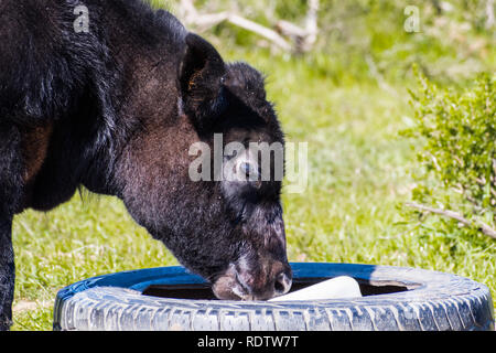 Nahaufnahme von Kalb lecken einen Block ein Salz, Santa Teresa County Park, San Jose, San Francisco Bay Area, Kalifornien Stockfoto