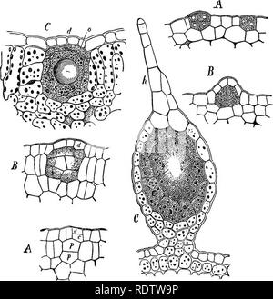 . Botanik für Schulen und Hochschulen. Botanik. SECliETION Stauseen. 131 aber etwas difEerent Entwicklungen desselben Organs (Schwein. 117). (A) Die kleiner und unregelmäßiger interzellularen Raum in den grundlegenden Gewebe der Stamm der indischen Mais studierte kann in das Parenchym der meisten Blätter und die Stiele von Juncus.. Fio. 116. Abb. 117. Abb. 116,- Interne Drüsen der Blätter Bictamrms fraxineUa. A und 3, frühe Stadien der Entwicklung; C, Reifen Drüse; d, Epidermis; c, p, motber-Zellen des Ue-creting Zellen; o, Tropfen ätherisches Öl.- Nach Rauter. Abb. 117.-Glanduläre Haar Der inflo Stockfoto