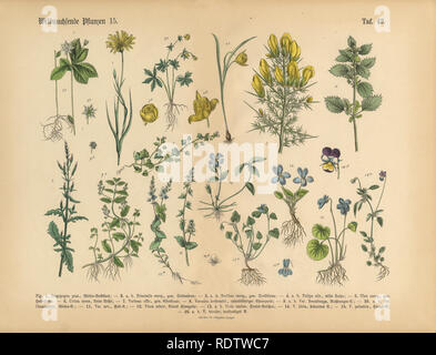 Wildflower und medizinische Kräuter Pflanzen, viktorianischen botanischen Abbildung Stockfoto