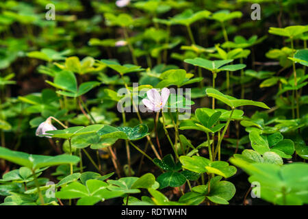 Redwood Sauerklee (Oxalis Blumen und Blätter oregana) in die Wälder von Santa Cruz Mountains, San Francisco Bay Area, Kalifornien Stockfoto