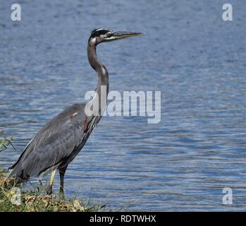 Great Blue Heron (Ardea herodias), um einen See in Nebraska. Stockfoto