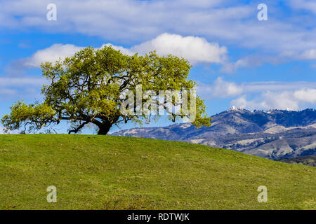 Neue Blätter wachsen auf den Ästen eines Valley Eiche (Quercus lobata) im Frühling; Mt Hamilton im Hintergrund, South San Francisco Bay Area, Califo Stockfoto