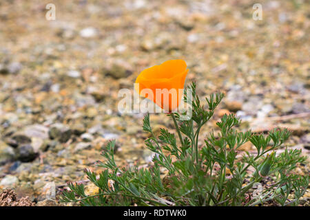 Nahaufnahme von Kalifornischer Mohn (Eschscholzia californica) blühen in der Mitte einer unbefestigten Straße; South San Francisco Bay Area, Kalifornien Stockfoto