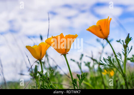 In der Nähe von Kalifornien Mohn (Eschscholzia californica) blühen auf den Hügeln von South San Francisco Bay Area im Frühling; weiße Wolken Hintergrund Stockfoto