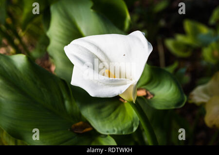 Nahaufnahme der Blüte Calla lily (Zantedeschia aethiopica), Kalifornien Stockfoto