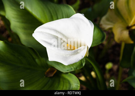 Nahaufnahme der Blüte Calla lily (Zantedeschia aethiopica), Kalifornien Stockfoto