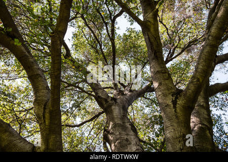 Auf der Suche nach oben in den Himmel von unter einem großen alten live oak tree, Pasadena, Kalifornien Stockfoto