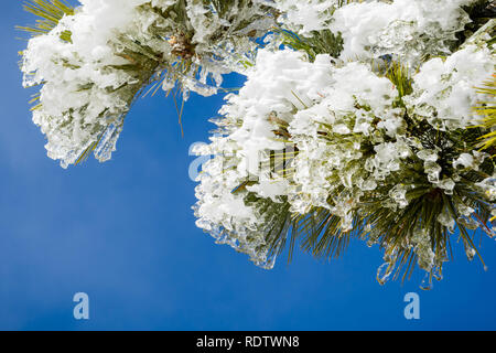 In der Nähe des gefrorenen Tannennadeln an einem kalten Wintertag, Kalifornien Stockfoto