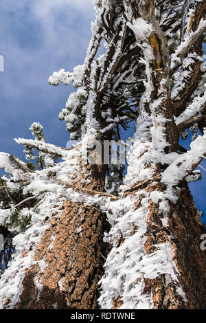 Stamm und Äste in Eis Formationen vom Wind geformt, Mount San Antonio (Mt Baldy), Süd Kalifornien Stockfoto