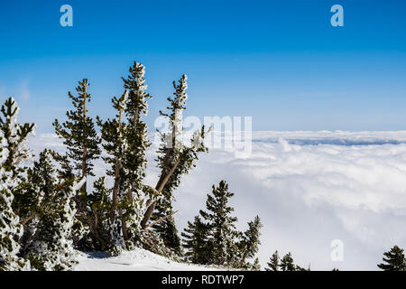 Kiefern bedeckt in Frost hoch auf dem Berg; Meer von weißen Wolken das Tal im Hintergrund, Mount San Antonio (Mt Baldy), Los Angeles Stockfoto