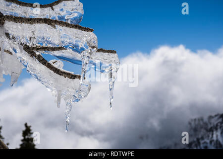 Nahaufnahme von Eiszapfen hängen von Ästen; weiße Wolken und blauer Himmel im Hintergrund Stockfoto