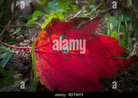 Einzelne rote Ahornblatt auf dem Boden Stockfoto