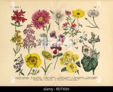 Exotische Blumen des Gartens, viktorianischen botanischen Abbildung Stockfoto