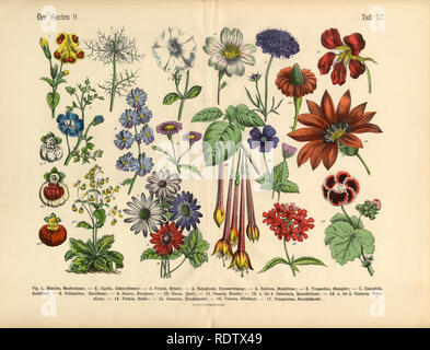 Exotische Blumen des Gartens, viktorianischen botanischen Abbildung Stockfoto