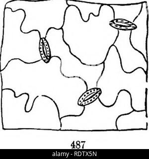 . Gray's Schule und Feld Buch der Botanik. Bestehend aus "Lektionen in der Botanik" und "Feld, Wald und Garten Botanik, "in einem Band gebunden. Botanik; Botanik. cerned unter niedrigen Befugnisse des Mikroskops (Schwein. 487), sind die Grenzen der Epidermiszellen. 443. Atmung - Poren, oder Stomates, Stomata (Singular, ein Stoma, - im wahrsten Sinne des Wortes, einen Mund) sind Öffnungen, durch die Epidermis in die Luft - Kammern oder interzelluläre Passagen, immer zwischen und durch ein Paar von dünnwandigen Zellen Wächter bewacht. Obwohl die meisten in den Blättern reichlich vorhanden, insbesondere in der unteren Fläche (das, was aussortiert fr Stockfoto