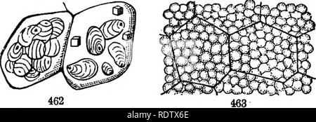 . Gray's Schule und Feld Buch der Botanik. Bestehend aus "Lektionen in der Botanik" und "Feld, Wald und Garten Botanik, "in einem Band gebunden. Botanik; Botanik. Abschnitt 16.] CELL-INHALT. 137 Knolle. Wenn die Kartoffel Sprößlinge, die Stärke, die in der Nähe von developmg Knospen oder Augen ist wieder geändert, zuerst in die schleimige Dextrine, dann in Zucker, der in der SAP-aufgelöst, und in dieser Form ist es auf den wachsenden Teilen, wo es unten in Cellulose oder Zelle gelegt um zu Flow-Wand. 421. Neben diesen Zelle - Inhalte, die in der Hand und sind wesentliche Rela- tion zu Ernährung, es gibt o Stockfoto
