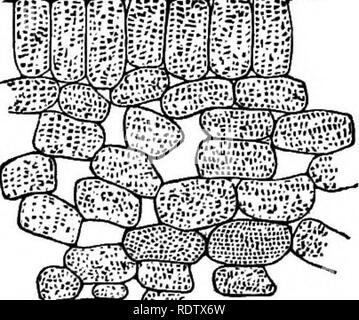 . Gray's Schule und Feld Buch der Botanik. Bestehend aus "Lektionen in der Botanik" und "Feld, Wald und Garten Botanik, "in einem Band gebunden. Botanik; Botanik. viel dicker und das Kaliber klein. Das protoplasma der einzelnen lebenden Zelle erscheint vollständig heruntergefahren werden und isoliert in seiner Schale aus Cellulose; aber die mikroskopische Untersuchung hat zu sehen, in vielen Fällen, minute Gewinde von protoplasma, die hier und dort die Zelle - Wand durch minute Poren durchqueren, damit Sie das Leben, Teil von einem ceE mit der benachbarten Zellen. (Siehe Abb. 447, &Amp; c) 403. Die Haare des pl Stockfoto