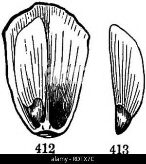 . Gray's Schule und Feld Buch der Botanik. Bestehend aus "Lektionen in der Botanik" und "Feld, Wald und Garten Botanik, "in einem Band gebunden. Botanik; Botanik. Abschnitt XV Die Saat. 380. Samen sind das Endprodukt der Blume, der alle seine Teile und Büros unterworfen sind. Wie die Eizelle, aus dem es stammt, einen Samen besteht aus Mantel und Kern. 381. Die Samenschalen werden im Allgemeinen zwei (320), der äußeren und der inneren. Abb. 414 zeigt die zwei, in einem Samen durch Längs. Das Deckhaar ist oft hart oder crustaceous, woher er die Testa, oder Shell der Same genannt ist; t Stockfoto