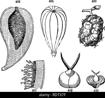 . Gray's Schule und Feld Buch der Botanik. Bestehend aus "Lektionen in der Botanik" und "Feld, Wald und Garten Botanik, "in einem Band gebunden. Botanik; Botanik. 379. Die Strobile oder Kegel (Abb. 411), ist die eigentümliche mehrere Frucht von Pinien, Zypressen und dergleichen: Daher namens Koniferen, nämlich Cone-Hearin? Abb. 401. Silique eines Cadamine oder Frühling Kresse. Abb. 402. Silicle von Shepherd Pnrse. 403. Gleichen, mit einem Ventil entfernt. Abb. 404. Pyxis von Portulak, den Deckel abnehmen. Abb. 405. Die abb. - Obst wenn Junge. 406. In Abschnitt. 407. Vergrößerte por-, eine Scheibe, zeigen einige der Stockfoto