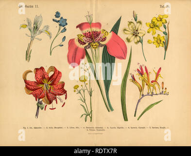 Exotische Blumen des Gartens, viktorianischen botanischen Abbildung Stockfoto