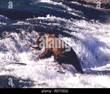 Braun Angeln in der fällt in Alaska Stockfoto